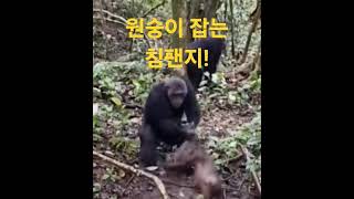 원숭이 사냥하는 침팬지! #shorts #views #chimpanzee #monkey #hunting #원숭이 #사냥 #침팬지