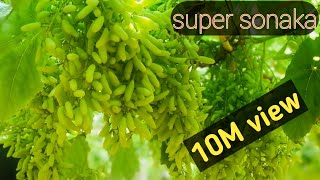 Grapes new verity!!!! super sonaka₹₹,15 types of grapes to know,Eat and drink Grapes verity RK