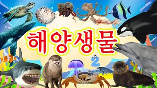 뽀로로 바다 동물 동요 🦈 전편 몰아보기 (8화) 🐡 어린이 자연관찰 🐟 상어, 돌고래, 펭귄, 고래, 거북이, 오징어 🐟 Korean 동물 소리