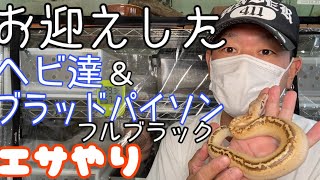 独特なエサの食べ方がかわいすぎる！お迎えしたヘビ達のエサやり！ボールパイソン　ブラッドパイソン　アイボリー　フルブラック　ファイアー　YB グラベル　ヘビ　飼育　爬虫類