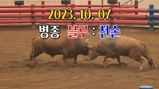 청도소싸움 2023.10. 07  제3경기  병종  블루 / 천손