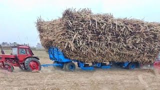 Belarus Tractors  | biggest power Belarus Tractors Pulling heavy loaded sugarcane trailer