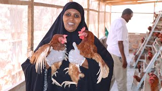 Resilience and Success: A Somali mother's journey to poultry business | Mandera County