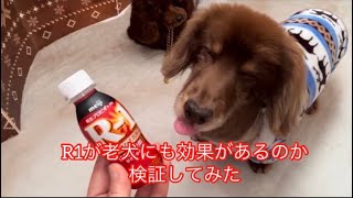 【R1効果で老犬が活発に！】17歳老犬ちょこちゃん  #犬  #虹の橋  #痙攣