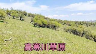 陕西陇县高寒川草原，一望无际的高山草甸很漂亮，牧场免费游玩