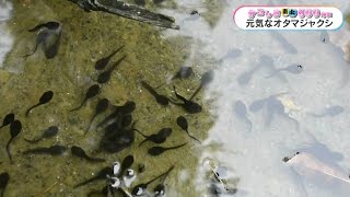 【かごしま南北600キロ】甑島に春の訪れ　オタマジャクシ（2024年2月28日放送）