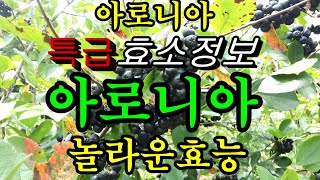 이 열매를 먹으면 오래묵은 체지방도 싹 빠져나간다 #남자여 일어나라#아로니아 의 놀라운 효능,#왕의열매 킹스베리#눈건강에좋은  아로니아 효능,#아로니아효소 만들기