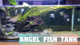 Beautiful Angel Fish Tank At Home | Relaxaxing Aquarium