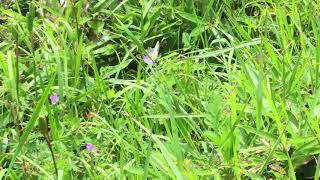 ミヤマモンキチョウ / Colias palaeno　長野県池の平湿原　2017/08/14 butterfly of Japan