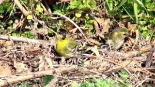 野鳥：マヒワ／Wild Birds: Eurasian Siskin