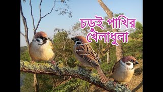 ছাদের উপর চুড়ই পাখি ।। চড়ুই পাখি ।। Amardesh।।