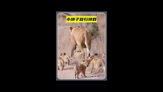 母獅帶小獅子回家，獅王準備好了食物#野生動物零距離 #小獅子