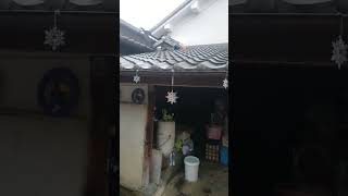 シェパード犬　雨の中でも結果出す大型犬#ボール遊び#屋根#キャッチャー