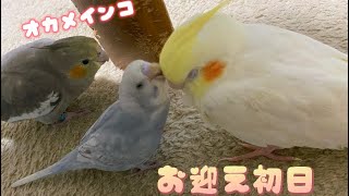 オカメインコ　お迎え初日動画‪🦜‬