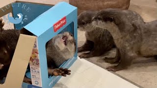 カワウソの赤ちゃんたちもビックリ！箱に入っていたのは・・・ Baby Otters Were Surprised at The Box?!