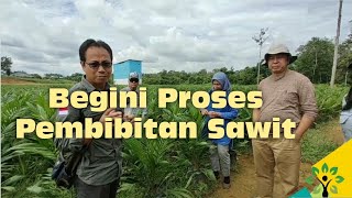 Melihat Penyiapan Benih Kelapa Sawit Bermutu di Pembibitan Sawit Parindu, Kabupaten Sanggau, Kalbar