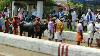 Kambala Kudhi 2019|Nayerda Yelya|Team Renjala Kudrdy|Miyyaru Kambala Track