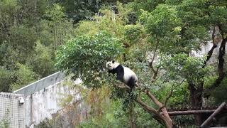 20181215 台北動物園 大貓熊圓仔戶外場活動6