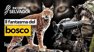 La lince è tornata in Italia anche se...sono solo 5 esemplari! Ma dove è possibile vederla?