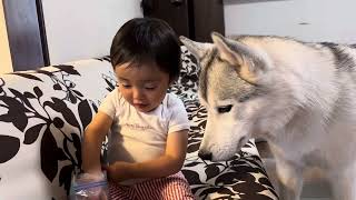 兄のシベリアンハスキーにおやつをあげたい弟 Little brother wants to give treats to his older Siberian Husky.