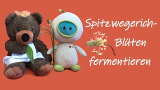 Spitzwegerich-Blüten fermentieren. Die HeilBAR empfiehlt