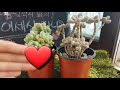 보톡스 맞은듯 빵빵한라울 목대있는 엘렌or센디고 succulent plants 다육이세상 라니 112