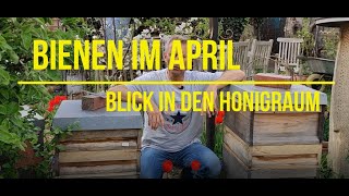 Bienen im April  - Blick in den Honigraum