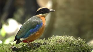 Blue-winged Pitta in the city