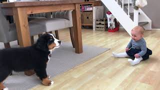 FIRST MEETING BABY vs BERNESE MOUNTAIN DOG PUPPY