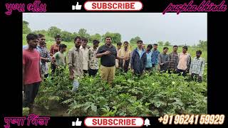 # PUSHPA # F1 HY OKRA # KENA # SEEDS # 9624159929