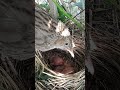 common babbler feeding babies (p2)#viral #shorts #shorts feed #trending