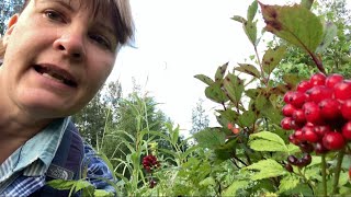 Poisonous baneberry vs edible highbush cranberry, @Wildernessgma49