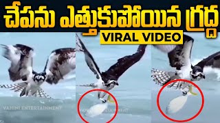 eagle caughting fish in ocean | EAGLE Vs FISH | eagle hunting fish | viral video on internet