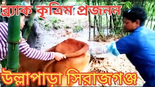 ব্র্যাক কৃত্রিম প্রজনন। শাহিওয়াল ২৬৩নং ৯৩.৭৫%সিমেন দেওয়া হচ্ছে।Aisp||ASHIM||AVH Tv||