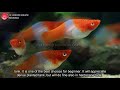 kohaku swordtail. the popular red and white swordtail. leopard aquatic e027b