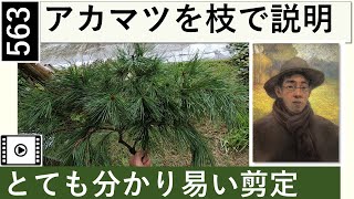 563 アカマツ剪定を枝で説明　Explain red pine pruning with branches. miki3