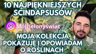 10 NAJPIĘKNIEJSZYCH SCINDAPSUSÓW W MOJEJ KOLEKCJI 🌿 #houseplants #roślinydomowe #roślinydoniczkowe