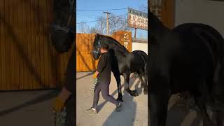 Best Wild Horses Mare revolutionizing young foals future Andalusian stallions horses #764