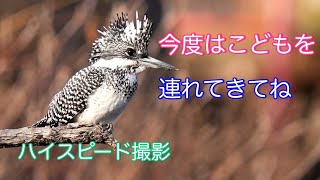 ヤマセミ［Crested Kingfisher］ダイブ動画！パッチリ黒目のかわいい飛翔の姿！ハイスピード撮影でどうぞ