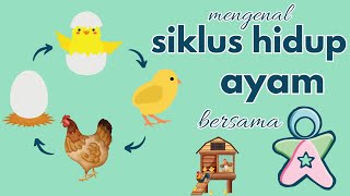 Siklus Hidup Ayam | Life Cycle of Chicken