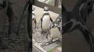 下田海中水族館のフンボルトペンギン🐧