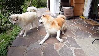 秋田犬 お出迎え Akita-Inu 彼らはハチ公より忠犬か？ Sind sie treuere Hunde als \