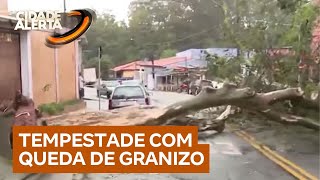 Fortes chuvas causam caos em São Paulo; um carro foi atingido por uma árvore