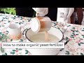 How to Make Organic Fertilizer | Yeast Fertilizer for Tomatoes