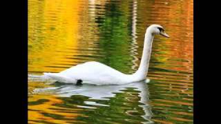 Beautiful Swan