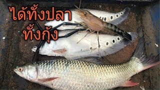 กู้ข่าย ยามดาง หมานทั้งตอนเช้า ทั้งตอนเย็น🐟🐟🦞🦞