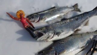 2016シーズン 岩洞湖氷上ワカサギ釣り＃10 で 岩洞湖氷上サクラマス釣り＃２ 20160305