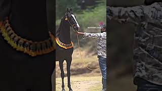 horse loves 🐎 #youtubeshorts #vairal #video #shortvideo #video