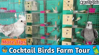 2022 Cocktail Birds Farm Tour 🦜 ••• @Tamil ••• Food Plan ° Breeding box ° Cage ° Collections 🥰