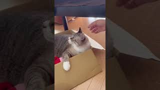 猫の耳掃除